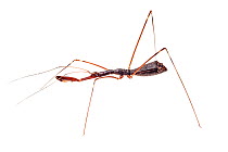 Assasin bug (Reduviidae) with raptorial front legs. Danum Valley, Sabah, Borneo.