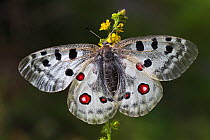 Apollo butterfly (Parnassius apollo) Nordtirol, Austrian Alps, July.
