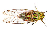 Cicada (Cicadoidea) with camouflage markings. Danum Valley, Sabah, Borneo.