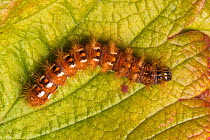 Knot grass moth caterpillar (Acronicta rumicis) Peak District National Park, Derbyshire, UK, September.