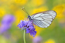 Black-veined white butterfly (Aporia crataegi) Nordtirol, Austrian Alps, July.