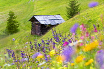 Wildflowers and hut in alpine meadow, Nordtirol, Austrian Alps, July.