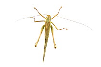 Bush cricket (Eumecopoda sp) female, Danum Valley, Sabah, Borneo.