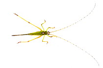 Bush cricket (Tettigoniidae) Danum Valley, Sabah, Borneo.