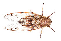 Brown cicada (Cicadoidea) Danum Valley, Sabah, Borneo.