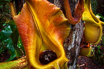 Large aerial pitchers of Veitch's pitcher plant (Nepenthes veitchii) growing up a tree trunk, showing captured fly. Maliau Basin, Sabah, Borneo.