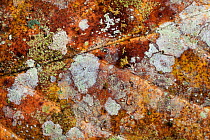 Close up of decaying leaf from rainforest floor, showing lichens and moulds. Danum Valley, Sabah, Borneo.