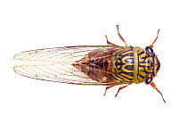 Cicada (Cicadoidea) Danum Valley, Sabah, Borneo.