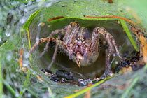 Labyrinth spider (Agelena labyrinthica) in funnel web. Nordtirol, Austrian Alps, July.
