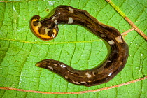 Terrestrial flatworm (Planariidae) Danum Valley, Sabah, Borneo.