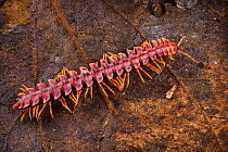 Tractor millipede (Polydesmida sp) Danum Valley, Sabah, Borneo.