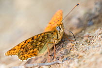 Niobe fritillary (Argynnis niobe) drinking mineral-rich water from the edge of a puddle. Nordtirol, Austria. June.
