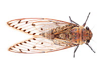 Cicada (Pomponia sp) Maliau Basin, Sabah, Borneo.