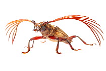Longhorn beetle (Cerambycidae) Danum Valley, Sabah, Borneo.