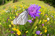 Black-veined white butterfly (Aporia crataegi) Nordtirol, Austrian Alps, July.