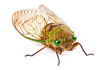 Cicada (Cicadoidea) Maliau Basin, Sabah, Borneo.