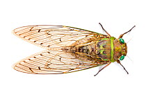 Cicada (Cicadoidea) Maliau Basin, Sabah, Borneo.