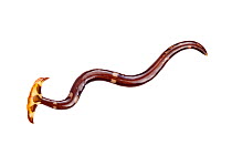 Terrestrial flatworm (Planariidae)  Danum Valley, Sabah, Borneo.
