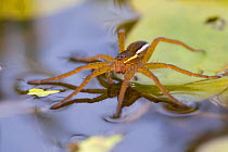 Fen raft spider / Great raft spider (Dolomedes plantarius) sub-adult. Norfolk Broads, UK, September. Vulnerable species.