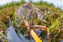 Fen raft spider / Great raft spider (Dolomedes plantarius) female guarding nursery web. Norfolk Broads, UK, September. Vulnerable species.