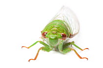Green cicada (Cicadoidea) Danum Valley, Sabah, Borneo.