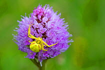 Goldenrod crab spider (Misumena vatia) on Globe orchid (Traunsteinera globosa) Nordtirol, Austrian Alps, July.