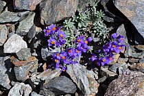 Alpine toadflax (Linaria alpina) growing in scree slope on mountainside. Nordtirol, Austrian Alps, July.