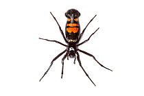 Black and orange orb-weaver spider (Araneidae) Maliau Basin, Sabah, Borneo.