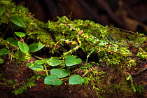 Green praying mantis (Majangella moultoni) camouflaged on mossy tree trunk. Danum Valley, Sabah, Borneo.