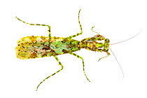Praying mantis (Majangella moultoni) with moss-like markings that provide camouflage. Danum Valley, Sabah, Borneo.