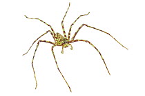Lichen-mimicking Huntsman Spider (Pandercetes sp) Danum Valley, Sabah, Borneo.