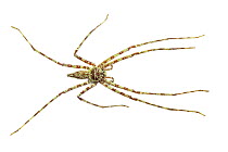Lichen-mimicking Huntsman Spider (Pandercetes sp) Danum Valley, Sabah, Borneo.
