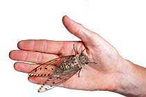 Large Cicada (Pomponia sp) on photographer's hand, Maliau Basin, Sabah, Borneo.