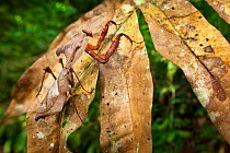 Dead leaf mantis (Deroplatys dessicata) camouflaged against leaves. Danum Valley, Sabah, Borneo.