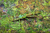 Green praying mantis (Majangella moultoni) camouflaged on algae-covered tree trunk. Danum Valley, Sabah, Borneo.