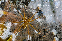 Fen raft spider / Great raft spider (Dolomedes plantarius) sub-adult. Norfolk Broads, UK, September. Vulnerable species.