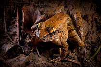 Giant river frog (Limnonectes leporinus) on muddy riverbank at night, Danum Valley, Sabah, Borneo.