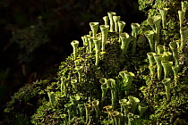 Trumpet lichen (Cladonia fimbriata) Nordtirol, Austrian Alps, July.