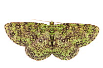 Moth (Ophthalmitis viridior) Danum Valley, Sabah, Borneo.