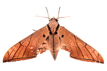Hawk moth (Ambulyx pryeri) Danum Valley, Sabah, Borneo.