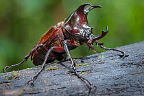 Atlas beetle (Chalcosoma sp) Danum Valley, Sabah, Borneo.