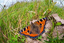 Small tortoiseshell butterfly (Aglais urticae) feeding on cow dung. Peak District National Park, Derbyshire, UK, September.