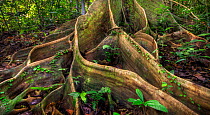 Buttress roots from huge tree (Shorea sp) Danum Valley, Sabah, Borneo.