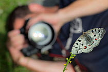 Wildlife photographer taking picture of Apollo butterfly (Parnassius apollo) Nordtirol, Austrian Alps, July.