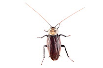 Cockroach (Blattodea) Danum Valley, Sabah, Borneo.