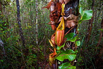 Large aerial pitchers of Veitch's pitcher plant (Nepenthes veitchii) growing up a tree trunk. Maliau Basin, Borneo.