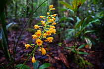 Yellow terrestrial orchid (Orchidaceae) Maliau Basin, Borneo.