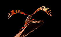 Longhorn beetle (Cerambycidae) male with large antennae. Maliau Basin, Sabah, Borneo.