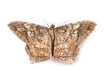 Leaf-mimicking moth (Amblychia sp)  Maliau Basin, Sabah, Borneo.