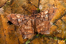 Leaf-mimicking moth (Amblychia sp) camouflaged against dead leaf. Maliau Basin, Sabah, Borneo.